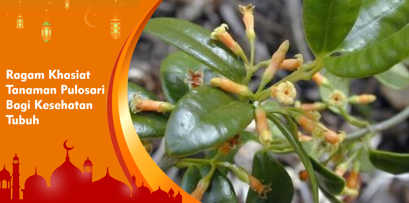 Khasiat Tanaman Pulosari Bagi Wanita, Baik Untuk Melancarkan Haid Khasiat Tanaman Pulosari Bagi Wanita, Baik Untuk Melancarkan Haid